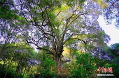 广东8.5万余株古树名木实现“一树一档”动态管理